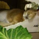 今のうさぎがしないこと。