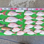 竹村貸舟店【高知県 浦ノ内湾～宇佐～須崎市横浪半島沖の船釣り】釣果情報 & ブログ