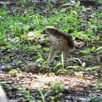 花鳥いろいろ 四季の野鳥