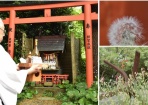 小判草