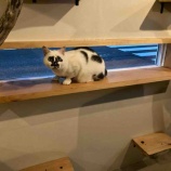 『Muddy Cat 定期便 6/29〜7/2』の画像