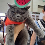 好きなもの･･･猫と旅と･･･