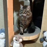 【猫写真】ずっと新聞の上をキープするマロちゃん