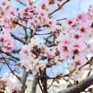 新年のご挨拶と1月の臨時休診のお知らせ【京都府　宇治市　いちのさか動物病院】