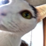 うちのとらまる