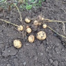 「波乱万丈な頼子」のシニアVlog