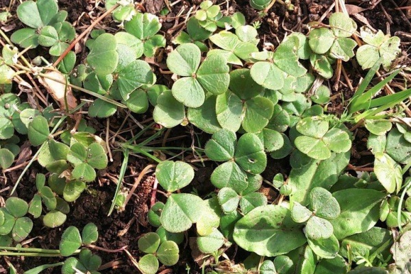 天然食材探しへ近くに気軽に出かけよう 14年01月