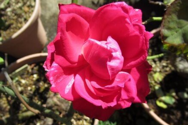 ミセスケイの薔薇コラム コーネリア ミセスケイの薔薇コラム コーネリア