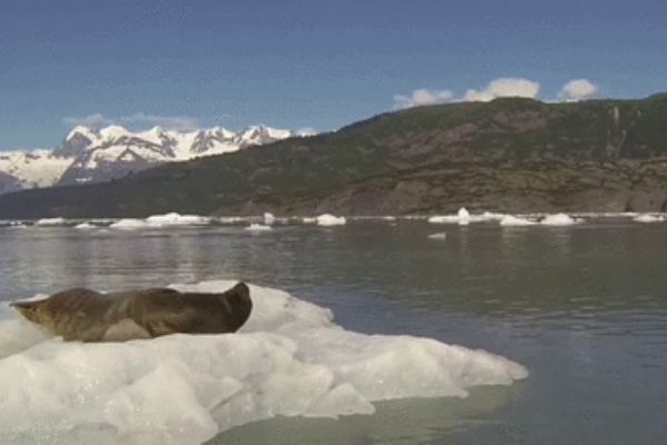 あごひげ海賊団 21