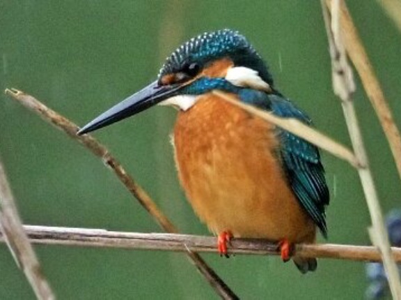 2025年12月24日の野鳥公園