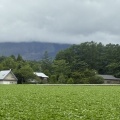 北軽井沢の夏の高原野菜の様子(2026.06.09)