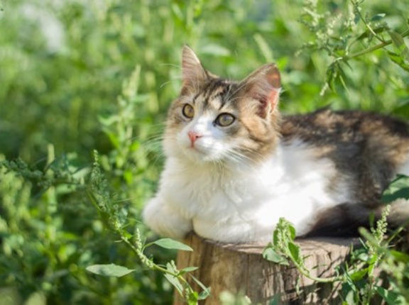 イネなどの品種改良加速へ、DNA情報を98%圧縮し収量予測する新手法　東大・岩手大