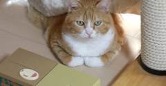 伸びた爪を隠す猫。