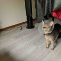 エプラ君もマフ子ちゃんも椅子に座ってる！