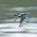 2026年9月5日の野鳥公園