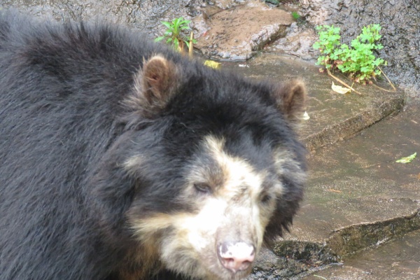 天王寺動物園スタッフブログ メガネグマ