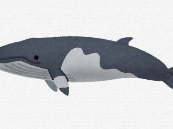小学校でクジラの肉出てきたやつｗｗｗｗｗｗｗｗｗｗｗｗｗｗｗｗｗｗ