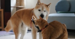 “犬好き、猫嫌い”の猫のすりすり♪