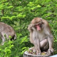 【神奈川】湯河原　ニホンザルが凶暴化、全頭捕獲を調整　年間１万件超の生活被害