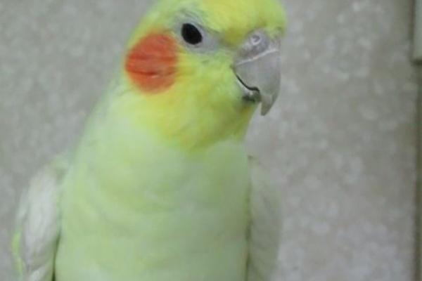 アルビレオ通信 13年04月