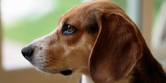 「台風のため外飼いの犬を家に入れよう」というのをSNSで見て、昔、母に内緒で犬を家に入れたことを思い出した。