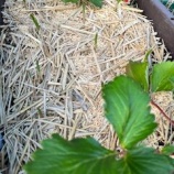 『ニンニクの芽が出てきた』の画像