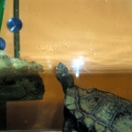 コウジュのひととき．Ⅱ～カメ♪　亀♪　カメ♪