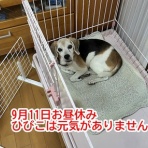 ガオだらけな日々　