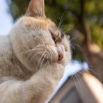 画像フォルダは猫ばかり