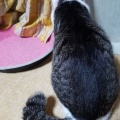 ビビりさんは スカンクにw