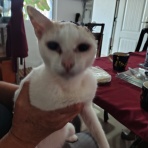 からすが夢を見るころに