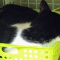大野君