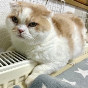 猫のお正月写真のメイキング写真その2