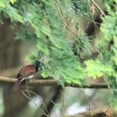 お山は幼鳥だらけ。サンショウクイ飛翔。サンコウチョウ他