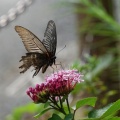 Fight or Flight