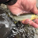 てっちゃんの釣り日記