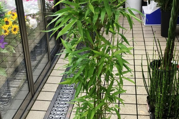 黒竹2鉢セット