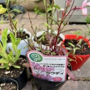 恵庭市のやしき花園さんで買ったお花と野菜の苗