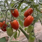 1000円グルメの旅