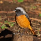 『投稿：AF-BORG90FL＋K-3Ⅲによる野鳥7態　2023/02/22』の画像