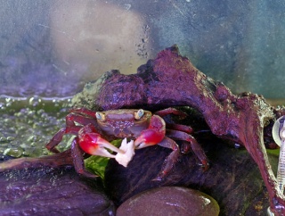 アカテガニ に 焼きサバの身を与えてみた