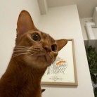 曲芸ひめちゃんを見上げる