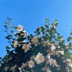 ミニマムな暮らし 1LDK