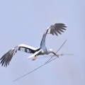 コウノトリ