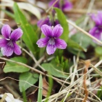 trikehawks（トライクホークス）の旅日記