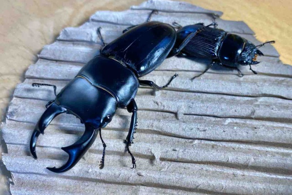 黒虫農場 - 飼育記