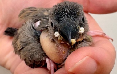 『新しい鳥の紹介です🐣』の画像