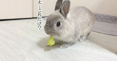 うさぎのルリ(9/5追記)
