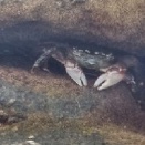 忘れ潮（じほ）　こころを探す　蟹ひとつ　　　