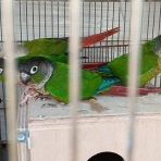 凸凹めだか凸凹の正直しんどい